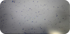 69017489df76c.png W91.png